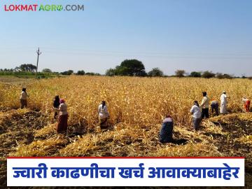 यंदा ज्वारी काढणीचा खर्च जातोय आवाक्याबाहेर; वालवड परिसरातील शेतकरी हवालदिल - Marathi News | This year, the cost of harvesting jowar is going beyond our reach; Farmers in the Walwad area are worried | Latest News at Lokmat.com यंदा ज्वारी काढणीचा खर्च जातोय आवाक्याबाहेर; वालवड परिसरातील शेतकरी हवालदिल - Marathi News | This year, the cost of harvesting jowar is going beyond our reach; Farmers in the Walwad area are worried | Latest News at Lokmat.com