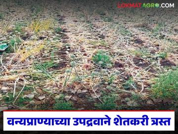 खरीप अतिवृष्टीने गेला अन् आता रब्बी वन्यप्राण्याच्या उपद्रवाने जातोय; वनविभागाच्या दुर्लक्षापूढे शेतकरी त्रस्त - Marathi News | Kharif season ended with heavy rains and now Rabi season is coming to an end due to the threat of wild animals; Farmers are suffering due to the neglect of the Forest Department | Latest News at Lokmat.com