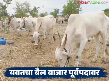 अनेक वर्षे बंद असलेला यवतचा बैल बाजार पुन्हा सुरू; पहिल्याच दिवशी लाखोंची उलाढाल - Marathi News | Yavat's bull market, which was closed for many years, reopens; turnover in lakhs on the first day | Latest News at Lokmat.com