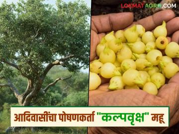 कल्पवृक्ष महूचे झाड आदिवासींच्या उपजीविकेसाठी ठरत आहे वरदान - Marathi News | The Kalpavriksha Mhow tree is proving to be a boon for the livelihood of tribals | Latest News at Lokmat.com