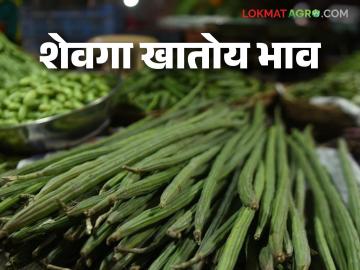 आवक कमी त्यात लग्नसराईच्या वाढीव मागणीचा परिणाम; शेवग्याच्या शेंगांना एक लिटर पेट्रोलचा दर - Marathi News | Low arrivals due to increased demand during wedding season; Price of one liter of petrol for late winter pulses | Latest News at Lokmat.com