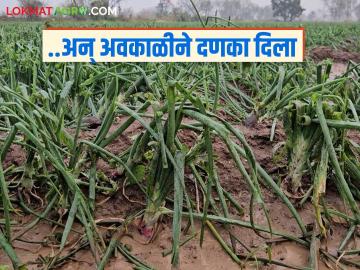 गहू, हरभरा काढणीला आला अन् अवकाळीने दणका दिला; नाशिक, बुलढाण्यात सर्वाधिक नुकसान - Marathi News | Wheat, gram were harvested and unseasonal rains hit; Nashik, Buldhana suffered the most losses | Latest News at Lokmat.com