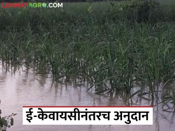 मराठवाड्यातील १६ लाख शेतकऱ्यांचे ११३९ कोटी रुपये अडकले केवायसीत; ई-केवायसीनंतरच मिळणार अनुदान मराठवाड्यातील १६ लाख शेतकऱ्यांचे ११३९ कोटी रुपये अडकले केवायसीत; ई-केवायसीनंतरच मिळणार अनुदान