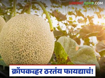 उच्चशिक्षित तरुणाचा खरबूज शेतीत क्रॉपकव्हरचा प्रयोग ठरतोय फायद्याचा; वाचा सविस्तर - Marathi News | Highly educated youth's experiment with crop cover in melon farming is proving beneficial; Read in detail | Latest News at Lokmat.com
