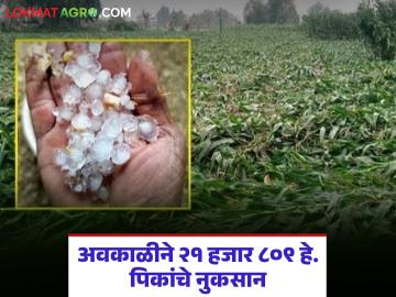जळगाव जिल्ह्याच्या ४५५ गावांत हाहाकार; वादळी गारपिटीने शेतकऱ्यांच्या डोळ्यांत पाणी - Marathi News | Hailstorm brings tears to farmers' eyes in 455 villages of Jalgaon district | Latest News at Lokmat.com जळगाव जिल्ह्याच्या ४५५ गावांत हाहाकार; वादळी गारपिटीने शेतकऱ्यांच्या डोळ्यांत पाणी - Marathi News | Hailstorm brings tears to farmers' eyes in 455 villages of Jalgaon district | Latest News at Lokmat.com