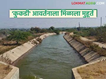 कुकडी डावा कालव्याच्या आवर्तनाला मुहूर्त मिळाला; वाचा कधी सुटणार पाणी - Marathi News | The turning point of the Kukdi Left Canal has arrived; Read when the water will be released | Latest weather News at Lokmat.com