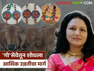 उत्पादनशून्य जनावरांपासून यशस्वी उदरनिर्वाह; बीडच्या उमा ताईंची गोसेवेतील प्रेरणादायी वाटचाल - Marathi News | Successful livelihood from unproductive animals; Uma Tai of Beed's inspiring journey in cow service | Latest News at Lokmat.com