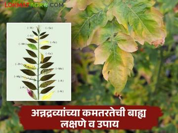Nutrient Deficiency In Crop : अन्नद्रव्यांच्या कमतरतेमुळे पिकावर दिसून येणारी लक्षणे आणि त्यावरील उपाय - Marathi News | Nutrient Deficiency In Crop: Symptoms of nutrient deficiency in crops and their remedies | Latest News at Lokmat.com