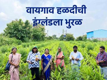 Waigaon Turmeric Export : वायगाव हळद पोहोचणार आता सातासमुद्रापार; आंतरराष्ट्रीय खरेदीदार शेतकऱ्यांच्या बांधावर - Marathi News | Waigaon Turmeric Export: Waigaon Turmeric will reach across the sea now; International buyers on farmers' dam | Latest News at Lokmat.com