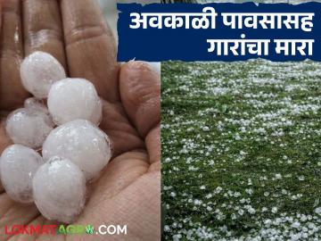 जळगाव जिल्ह्यात अवकाळी पावसासह गारांचा मारा; गहू, हरभरा आणि मका पिकाला बसला फटका - Marathi News | Unseasonal rains and hailstorm hit Jalgaon district; Wheat, gram and maize crops affected | Latest News at Lokmat.com