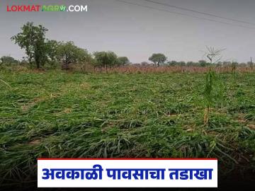 गंगापूरसह पैठण तालुक्याला अवकाळी पावसाचा तडाखा; फळबागांचे गणित बिघडले - Marathi News | Unseasonal rains hit Gangapur and Paithan taluka; Fruit orchards suffer | Latest News at Lokmat.com गंगापूरसह पैठण तालुक्याला अवकाळी पावसाचा तडाखा; फळबागांचे गणित बिघडले - Marathi News | Unseasonal rains hit Gangapur and Paithan taluka; Fruit orchards suffer | Latest News at Lokmat.com