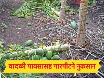 वादळी पावसासह गारपीटीने डाळिंब, टरबूज, पपई अन् कांद्याचे मोठे नुकसान; बळीराजा पुन्हा संकटात - Marathi News | Heavy rains and hailstorms cause major damage to pomegranates, watermelons, papayas and onions; Baliraja in trouble again | Latest News at Lokmat.com