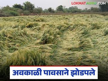 अवकाळी पावसाने गव्हासह कांदे, द्राक्ष पिकाचे नुकसान: ढगाळ हवामानामुळे रोगाची भीती - Marathi News | Unseasonal rains damage wheat, onion, and grape crops: Fear of disease due to cloudy weather | Latest News at Lokmat.com अवकाळी पावसाने गव्हासह कांदे, द्राक्ष पिकाचे नुकसान: ढगाळ हवामानामुळे रोगाची भीती - Marathi News | Unseasonal rains damage wheat, onion, and grape crops: Fear of disease due to cloudy weather | Latest News at Lokmat.com