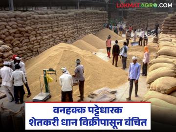 प्रशासनाच्या दिरंगाईमुळे वनहक्क पट्टेधारक शेतकऱ्यांवर हमीभावाने धान विक्री करण्यापासून वंचित राहण्याची वेळ - Marathi News | Due to administrative delays, forest lease holders are deprived of selling paddy at guaranteed prices. | Latest News at Lokmat.com