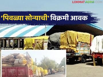 हिंगोली मार्केट यार्डात 'पिवळ्या सोन्याची' विक्रमी आवक; शेतकऱ्यांना समाधानकारक भावाची अपेक्षा - Marathi News | Record arrival of 'yellow gold' at Hingoli market yard; Farmers expect satisfactory prices | Latest News at Lokmat.com