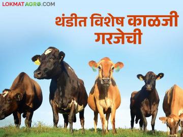 Animal Care : थंडी वाढल्याने पशुधनाचेही आरोग्य येऊ शकते धोक्यात; पशुवैद्यकीय अधिकाऱ्यांनी सूचविल्या उपाययोजना - Marathi News | Animal Care: Increasing cold weather may endanger the health of livestock; Veterinary officials suggest measures | Latest News at Lokmat.com