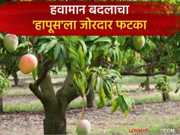 हवामान बदलाचा बसतोय 'हापूस'ला फटका; यंदा आंब्याचे उत्पादन, गुणवत्ता आणि हंगामाचे वेळापत्रक विस्कटले - Marathi News | Climate change is taking a toll on 'Hapus'; Mango production, quality and season schedule disrupted this year | Latest News at Lokmat.com हवामान बदलाचा बसतोय 'हापूस'ला फटका; यंदा आंब्याचे उत्पादन, गुणवत्ता आणि हंगामाचे वेळापत्रक विस्कटले - Marathi News | Climate change is taking a toll on 'Hapus'; Mango production, quality and season schedule disrupted this year | Latest News at Lokmat.com