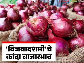 दसऱ्याच्या दिवशी राज्यात कांद्याला काय मिळतोय दर? वाचा आजचे कांदा बाजारभाव - Marathi News | What is the price of onion in the state on Dussehra? Read today's onion market price | Latest News at Lokmat.com दसऱ्याच्या दिवशी राज्यात कांद्याला काय मिळतोय दर? वाचा आजचे कांदा बाजारभाव - Marathi News | What is the price of onion in the state on Dussehra? Read today's onion market price | Latest News at Lokmat.com
