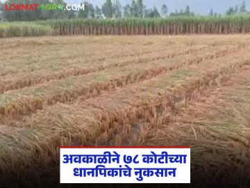 अवकाळी पावसामुळे ७८ कोटी रुपयांच्या ४९ हजार १६४ हेक्टर धानपिकांचे नुकसान; १ लाख ३२ हजार शेतकऱ्यांना फटका - Marathi News | Unseasonal rains cause damage to 49,164 hectares of paddy crops worth Rs 78 crore; 1 lakh 32 thousand farmers affected | Latest News at Lokmat.com