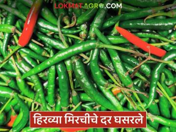 हिरव्या मिरचीचे दर घसरले; अल्प दरांमुळे तोडणीचाही खर्च निघेनात, उत्पादक शेतकरी अडचणीत - Marathi News | Green chilli prices have fallen; Due to low prices, the cost of harvesting is not covered, producing farmers are in trouble | Latest News at Lokmat.com हिरव्या मिरचीचे दर घसरले; अल्प दरांमुळे तोडणीचाही खर्च निघेनात, उत्पादक शेतकरी अडचणीत - Marathi News | Green chilli prices have fallen; Due to low prices, the cost of harvesting is not covered, producing farmers are in trouble | Latest News at Lokmat.com