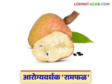 अबब, रामफळाचे किती फायदे; हृदयापासून ते केसांच्या आणि त्वचेच्या आरोग्यापर्यंत गुणकारी रामफळ - Marathi News | What are the benefits of Abab Ramphal? Ramphal is beneficial for the health of the heart, hair and skin. | Latest News at Lokmat.com