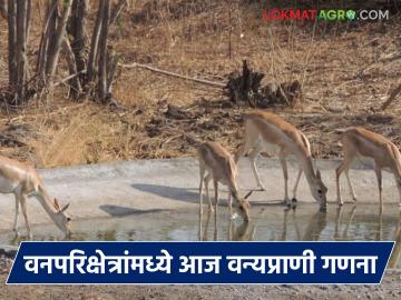 विदर्भाच्या 'या' वनपरिक्षेत्रांमध्ये आज होणार वन्यप्राणी गणना; तृणभक्षी व मांसभक्षी प्राण्यांची घेण्यात येईल नोंद - Marathi News | Wildlife census to be conducted today in 'these' forest areas of Vidarbha; Record of herbivores and carnivores will be taken | Latest News at Lokmat.com