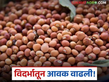 Tur Bajar Bhav : विदर्भाच्या 'कारंजा, अमरावती'तून आज सर्वाधिक तूर आवक; वाचा आजचे तूर बाजारभाव - Marathi News | Tur Bazaar Bhav: Highest arrival of tur today from 'Karanja, Amravati' of Vidarbha; Read today's tur market price | Latest News at Lokmat.com Tur Bajar Bhav : विदर्भाच्या 'कारंजा, अमरावती'तून आज सर्वाधिक तूर आवक; वाचा आजचे तूर बाजारभाव - Marathi News | Tur Bazaar Bhav: Highest arrival of tur today from 'Karanja, Amravati' of Vidarbha; Read today's tur market price | Latest News at Lokmat.com