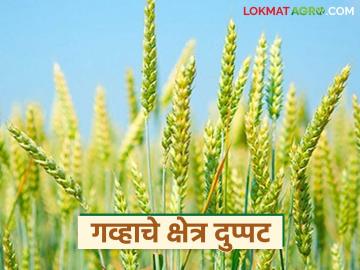 बीड जिल्ह्यात यंदा रब्बीचा विक्रमी १४९ टक्के पेरा; गव्हाचे क्षेत्र दुप्पट तर ज्वारीचेही क्षेत्र वाढले - Marathi News | Record 149 percent sowing of Rabi crop in Beed district this year; Wheat area doubled and jowar area increased | Latest News at Lokmat.com