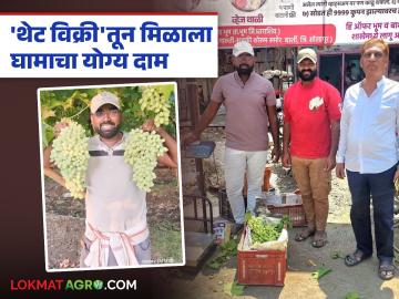 'थेट विक्री'तून शेतकऱ्याला मिळाला घामाचा योग्य दाम; ४० मिनिटांत १०० किलो द्राक्षे योग्य दरात झाली फस्त - Marathi News | The farmer got the right price for his hard work through 'direct sale'; 100 kg of grapes were sold at the right price in 40 minutes | Latest News at Lokmat.com