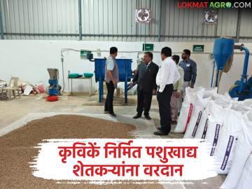 गांधेली कृविकें निर्मित पशुखाद्य पशुपालक शेतकऱ्यांना ठरेल वरदान - डॉ. इंद्रमणी - Marathi News | Animal feed produced by Gandheli farmers will be a boon to livestock farmers-Dr. Indramani | Latest News at Lokmat.com