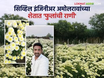Farmer Success Story : अभियंता तरुणाचा यशस्वी फूलशेती प्रयोग; तीन एकरात बहरली फुलांची राणी 'शेवंती' - Marathi News | Farmer Success Story : Successful flower farming experiment of young engineer; The queen of flowers 'Shevanti' bloomed in three acres. | Latest News at Lokmat.com