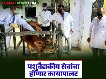 मराठवाड्याच्या 'या' जिल्ह्यातील १२३ पशुवैद्यकीय दवाखाने झाले 'अ' दर्जाचे; आधुनिक सुविधेसह होणार कायापालट - Marathi News | 123 veterinary clinics in 'Ya' district of Marathwada have been upgraded to 'A' grade; will be transformed with modern facilities | Latest News at Lokmat.com