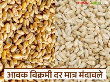 राज्याच्या 'या' बाजारात गव्हाची १६ हजार, करडईची २२ हजार क्विंटल विक्रमी आवक; दर मात्र मंदावले