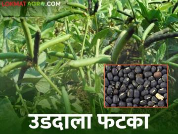 उडदाचा रंग बदलला, उत्पादन अन् भावही घटले अनेकांचा उडीद घरातच - Marathi News | The color of Udid has changed, production and prices have also decreased | Latest News at Lokmat.com