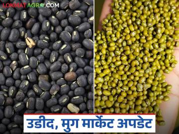 चालू आठवड्यात सोलापूर बाजार समितीत उडीद व मुगाची आवक घटली; कसा मिळतोय दर? - Marathi News | The arrival of urad and moong in the Solapur Market Committee has decreased this week; How are the prices being obtained? | Latest News at Lokmat.com चालू आठवड्यात सोलापूर बाजार समितीत उडीद व मुगाची आवक घटली; कसा मिळतोय दर? - Marathi News | The arrival of urad and moong in the Solapur Market Committee has decreased this week; How are the prices being obtained? | Latest News at Lokmat.com