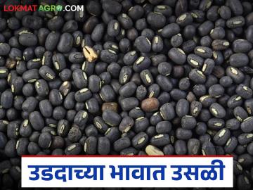 Urad Market Update : आवक कमी, दर वाढले; उडदाला मिळाला चांगला भाव वाचा सविस्तर - Marathi News | latest news Urad Market Update: Arrivals reduced, prices increased; Urad got good prices Read in detail | Latest News at Lokmat.com