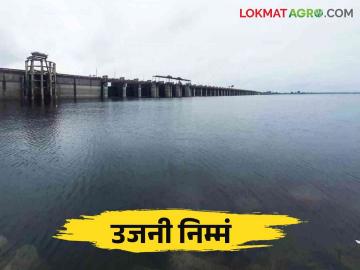 Ujani Dam Water Level: पाच दिवसांत उजनी निम्मं भरलं शंभरी गाठण्याची आशा - Marathi News | Ujani Dam Water Level: in five days Ujani dam fill half and hopes to reach early 100 percent | Latest News at Lokmat.com