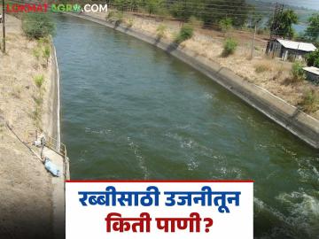 Ujani Dam Water : उजनीतून रब्बीसाठी पाणी सोडले; किती दिवस सुरु राहणार आवर्तन? - Marathi News | Ujani Dam Water : Water released from Ujani for Rabi crops; How long will the cycle continue? | Latest News at Lokmat.com