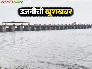 शेतकऱ्यांची चिंता मिटली; मागील १५ दिवसात उजनी धरणाच्या पाणीसाठ्यात मोठी वाढ - Marathi News | Farmers' worries are over; Ujani Dam's water storage has increased significantly in the last 15 days | Latest News at Lokmat.com शेतकऱ्यांची चिंता मिटली; मागील १५ दिवसात उजनी धरणाच्या पाणीसाठ्यात मोठी वाढ - Marathi News | Farmers' worries are over; Ujani Dam's water storage has increased significantly in the last 15 days | Latest News at Lokmat.com