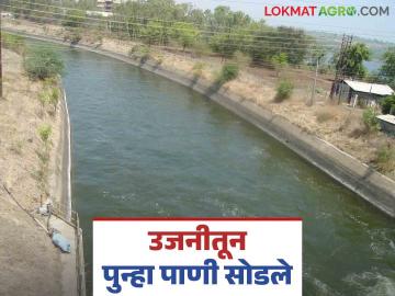 Ujani Dam : उजनीतून पहिले आवर्तन संपेपर्यंत कुरनूर धरणात पाणी सोडण्यात येणार - Marathi News | Ujani Dam : Water from Ujani will be released into Kurnur Dam till the end of the first cycle | Latest News at Lokmat.com