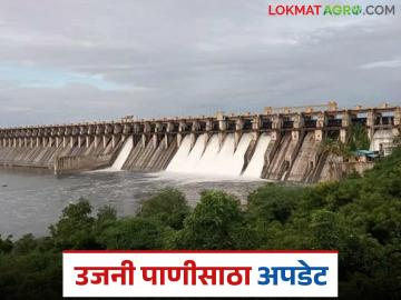 गेल्या आठ दिवसांत उजनी धरणात किती टक्के पाणीपातळी वाढली? धरणात किती पाणीसाठा? - Marathi News | How much percent has the water level increased in Ujani Dam in the last eight days? How much water is stored in the dam? | Latest News at Lokmat.com