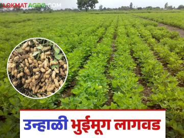 Bhuimug Lagvad : उन्हाळी भुईमूंगाच्या जास्त उत्पादनासाठी 'या' काळात लागवड करा, जाणून घ्या सविस्तर  - Marathi News | Latest News Unhali Bhuimug Lagvad Plant summer groundnuts in February for more production know in detail | Latest News at Lokmat.com