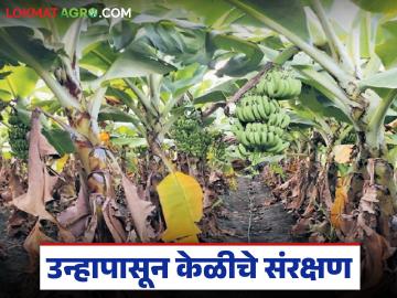 Banana Farming : केळी बागेत उष्णतेचा ताण कमी कसा करायचा, 'हे' सहा उपाय दर्जेदार उत्पादन वाढवतील!