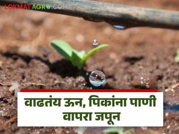 Summer Crop Management : उन्हाळ्यात पिकांच्या पाण्याची गरज कमी करण्यासाठी 'हे' कराच, वाचा सविस्तर - Marathi News | Latest News Unhali Pike Management Do this to reduce water requirement of crops in summer, read in detail | Latest News at Lokmat.com Summer Crop Management : उन्हाळ्यात पिकांच्या पाण्याची गरज कमी करण्यासाठी 'हे' कराच, वाचा सविस्तर - Marathi News | Latest News Unhali Pike Management Do this to reduce water requirement of crops in summer, read in detail | Latest News at Lokmat.com