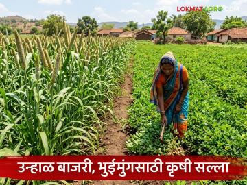 Agriculture News : उन्हाळ बाजरी, भुईमूंग परिपक्वतेच्या अवस्थेत, कधीपर्यंत काढणी कराल, वाचा सविस्तर - Marathi News | Latest News Summer millet, groundnuts in maturity stage, till when will they be harvested, read in detail | Latest News at Lokmat.com Agriculture News : उन्हाळ बाजरी, भुईमूंग परिपक्वतेच्या अवस्थेत, कधीपर्यंत काढणी कराल, वाचा सविस्तर - Marathi News | Latest News Summer millet, groundnuts in maturity stage, till when will they be harvested, read in detail | Latest News at Lokmat.com