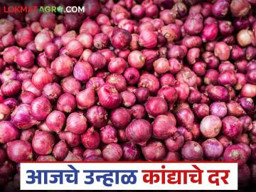 सोलापूरपेक्षा नागपूर बाजारात लाल कांदा चमकतोय, उन्हाळ कांद्याला काय दर? - Marathi News | Latest News lal kanda rate better in Nagpur market than Solapur,see unhal kanda market | Latest News at Lokmat.com सोलापूरपेक्षा नागपूर बाजारात लाल कांदा चमकतोय, उन्हाळ कांद्याला काय दर? - Marathi News | Latest News lal kanda rate better in Nagpur market than Solapur,see unhal kanda market | Latest News at Lokmat.com