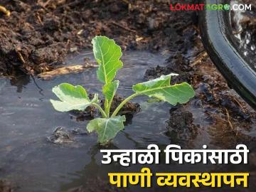 Agriculture News : उन्हाळ्यात जमिनीच्या मगदूराप्रमाणे पिकांना पाणी कसे द्याल? जाणून घ्या सविस्तर  - Marathi News | Latest News Agriculture News Water management for bajri, bhuimung, maka crops in summer, know in detail | Latest News at Lokmat.com