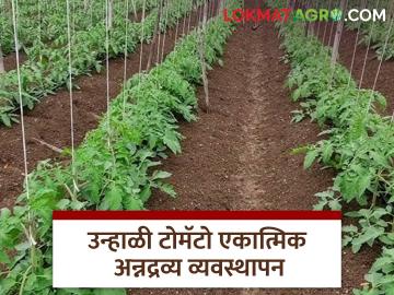 Unhali Tomato : उन्हाळी टोमॅटोसाठी सेंद्रिय आणि रासायनिक खतांचे व्यवस्थापन कसे करावे? - Marathi News | Latest News Unhal Tomato management How to manage organic and chemical fertilizers for summer tomatoes | Latest News at Lokmat.com Unhali Tomato : उन्हाळी टोमॅटोसाठी सेंद्रिय आणि रासायनिक खतांचे व्यवस्थापन कसे करावे? - Marathi News | Latest News Unhal Tomato management How to manage organic and chemical fertilizers for summer tomatoes | Latest News at Lokmat.com