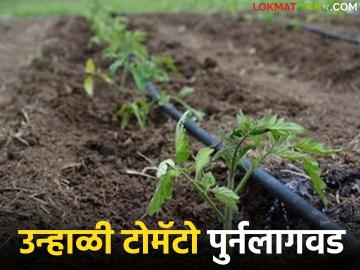 Tomato Lagvad : उन्हाळी टोमॅटो लागवडीसाठी जमिनीची तयारी कशी करावी, जाणून घ्या सविस्तर  - Marathi News | Latest news Learn in detail how to prepare the soil for summer tomato cultivation. | Latest smart-farming News at Lokmat.com