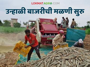 उन्हाळी बाजरी मळणीच्या कामाला सुरवात; यंदा कसा पडतोय उतार? - Marathi News | Summer pearl millet threshing work begins; How is the harvest going this year? | Latest News at Lokmat.com उन्हाळी बाजरी मळणीच्या कामाला सुरवात; यंदा कसा पडतोय उतार? - Marathi News | Summer pearl millet threshing work begins; How is the harvest going this year? | Latest News at Lokmat.com